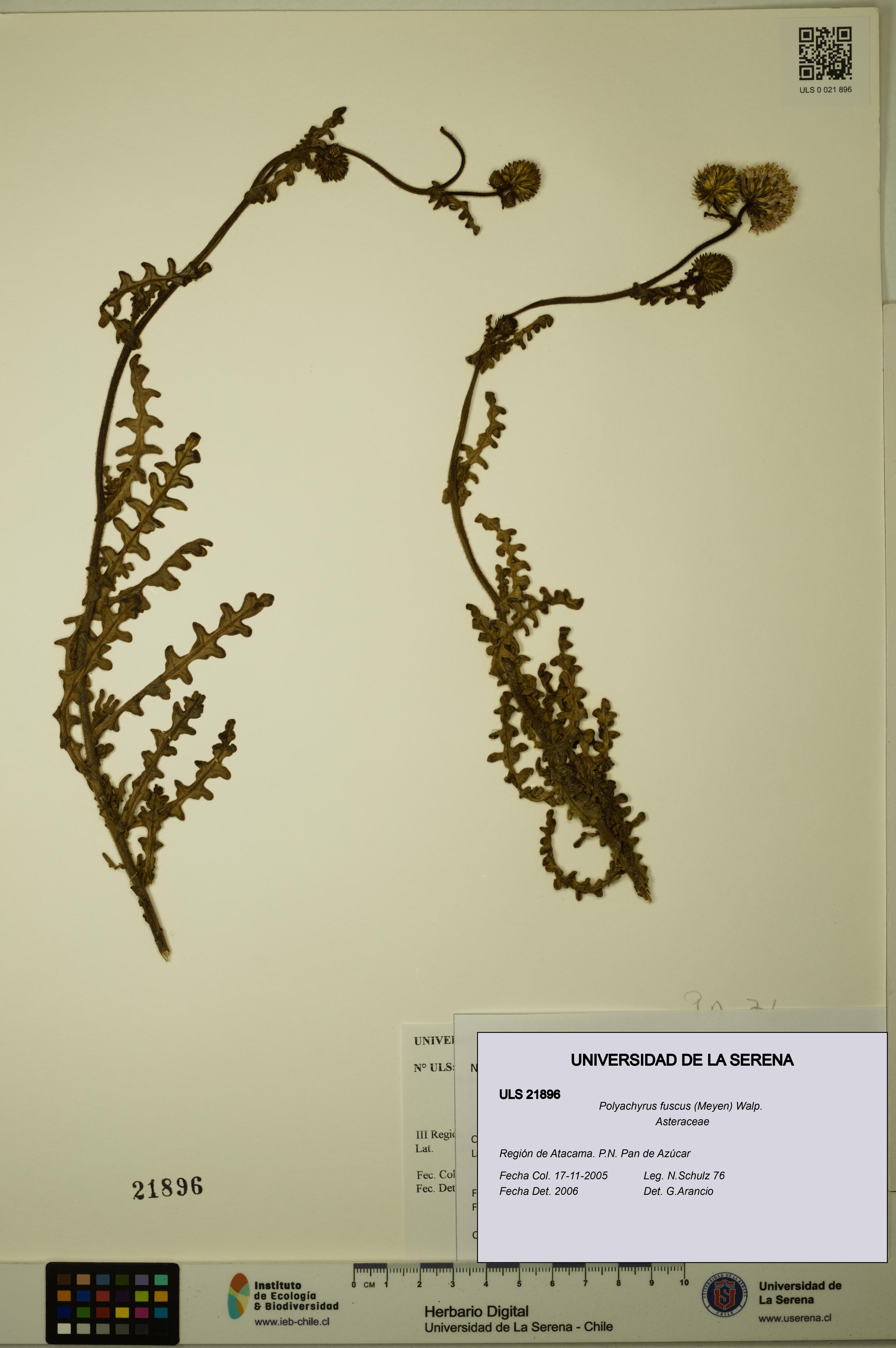 Polyachyrus fuscus [Espécimen: ULS:ULS:0021896]