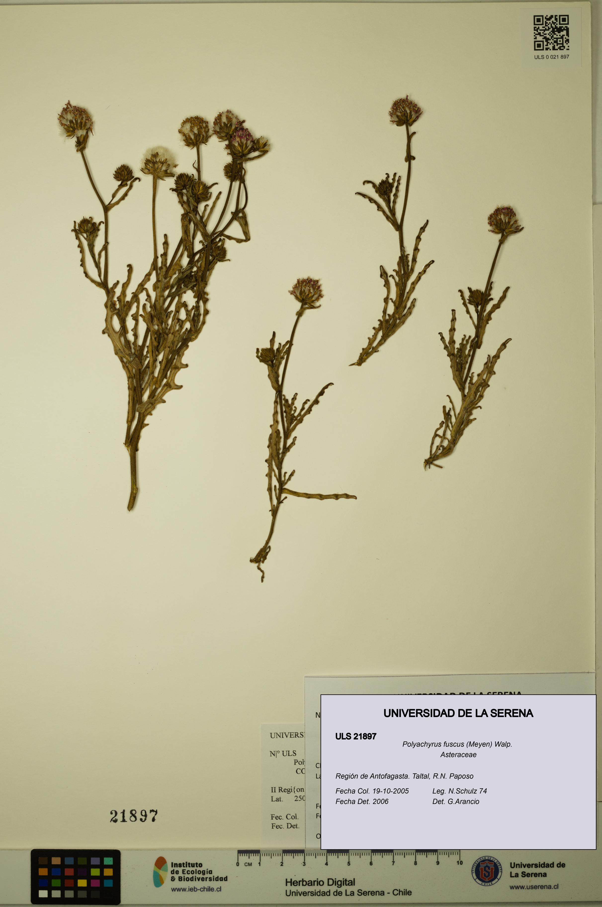Polyachyrus fuscus [Espécimen: ULS:ULS:0021897]
