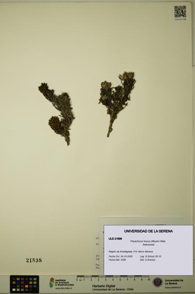 Polyachyrus fuscus [Espécimen: ULS:ULS:0021898]