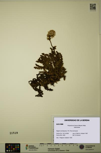 Polyachyrus fuscus [Espécimen: ULS:ULS:0021899]