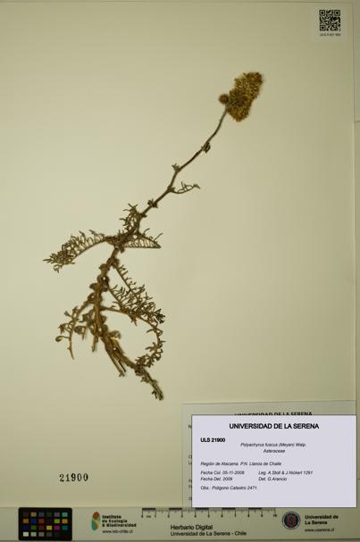 Polyachyrus fuscus [Espécimen: ULS:ULS:0021900]