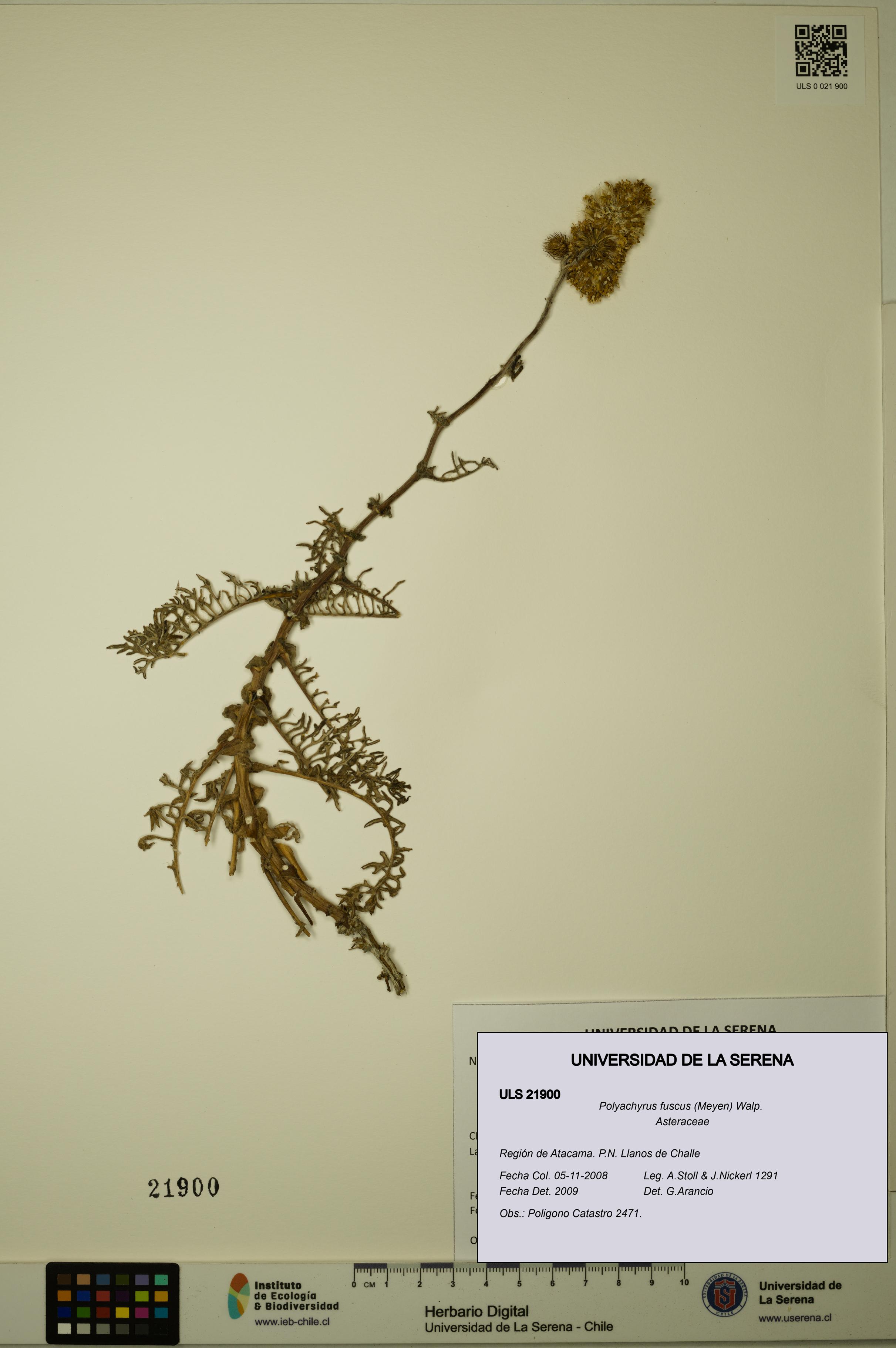 Polyachyrus fuscus [Espécimen: ULS:ULS:0021900]