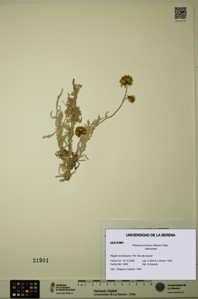 Polyachyrus fuscus [Espécimen: ULS:ULS:0021901]