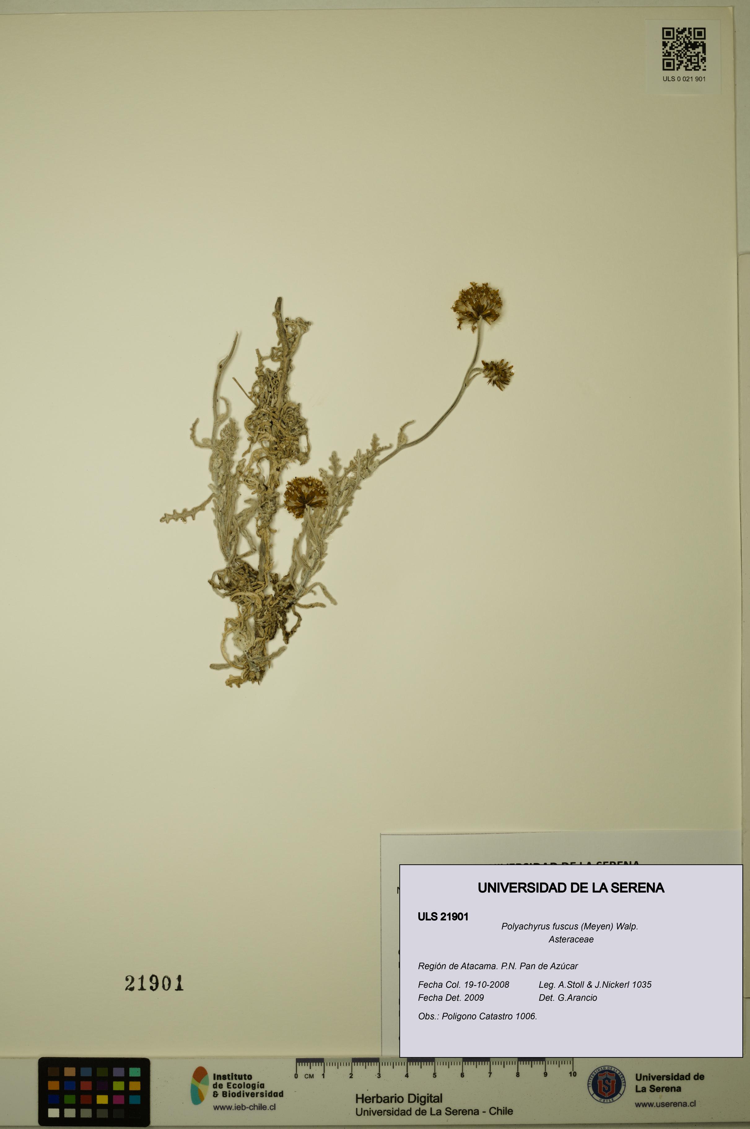 Polyachyrus fuscus [Espécimen: ULS:ULS:0021901]