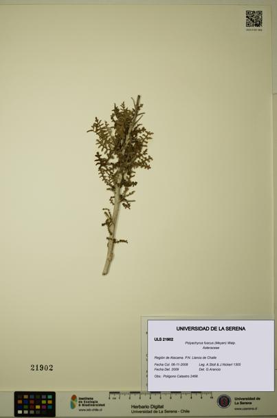 Polyachyrus fuscus [Espécimen: ULS:ULS:0021902]