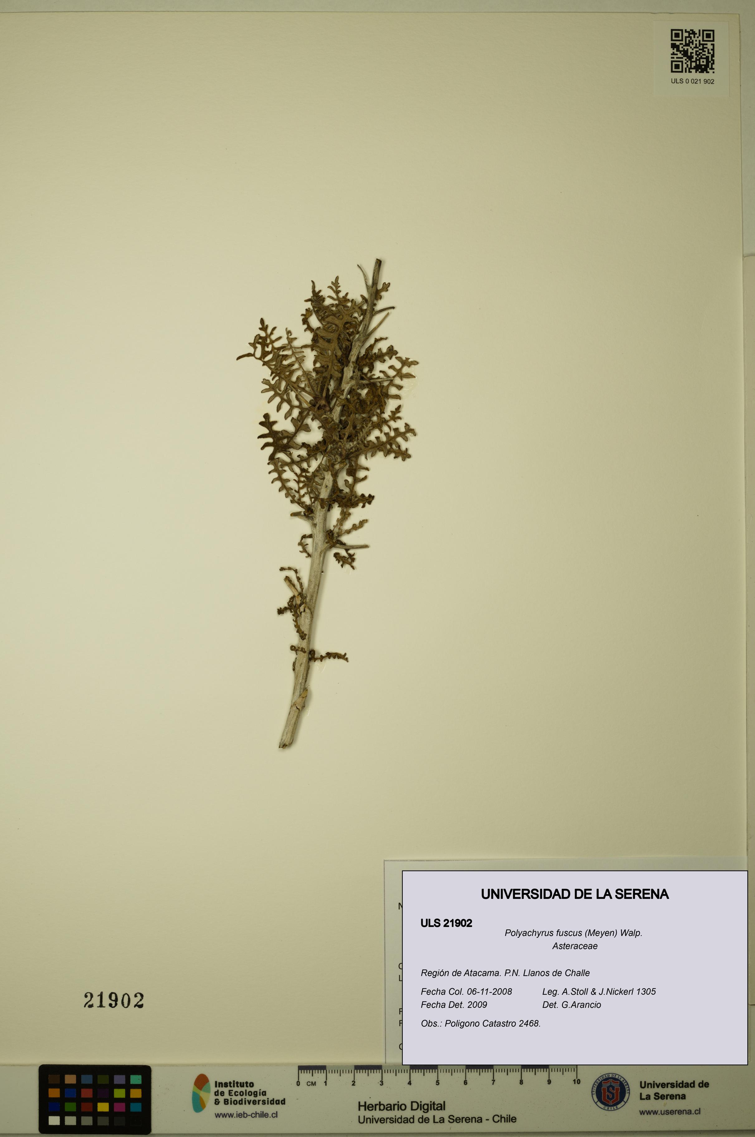 Polyachyrus fuscus [Espécimen: ULS:ULS:0021902]
