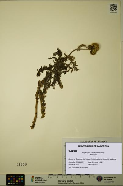 Polyachyrus fuscus [Espécimen: ULS:ULS:0021903]