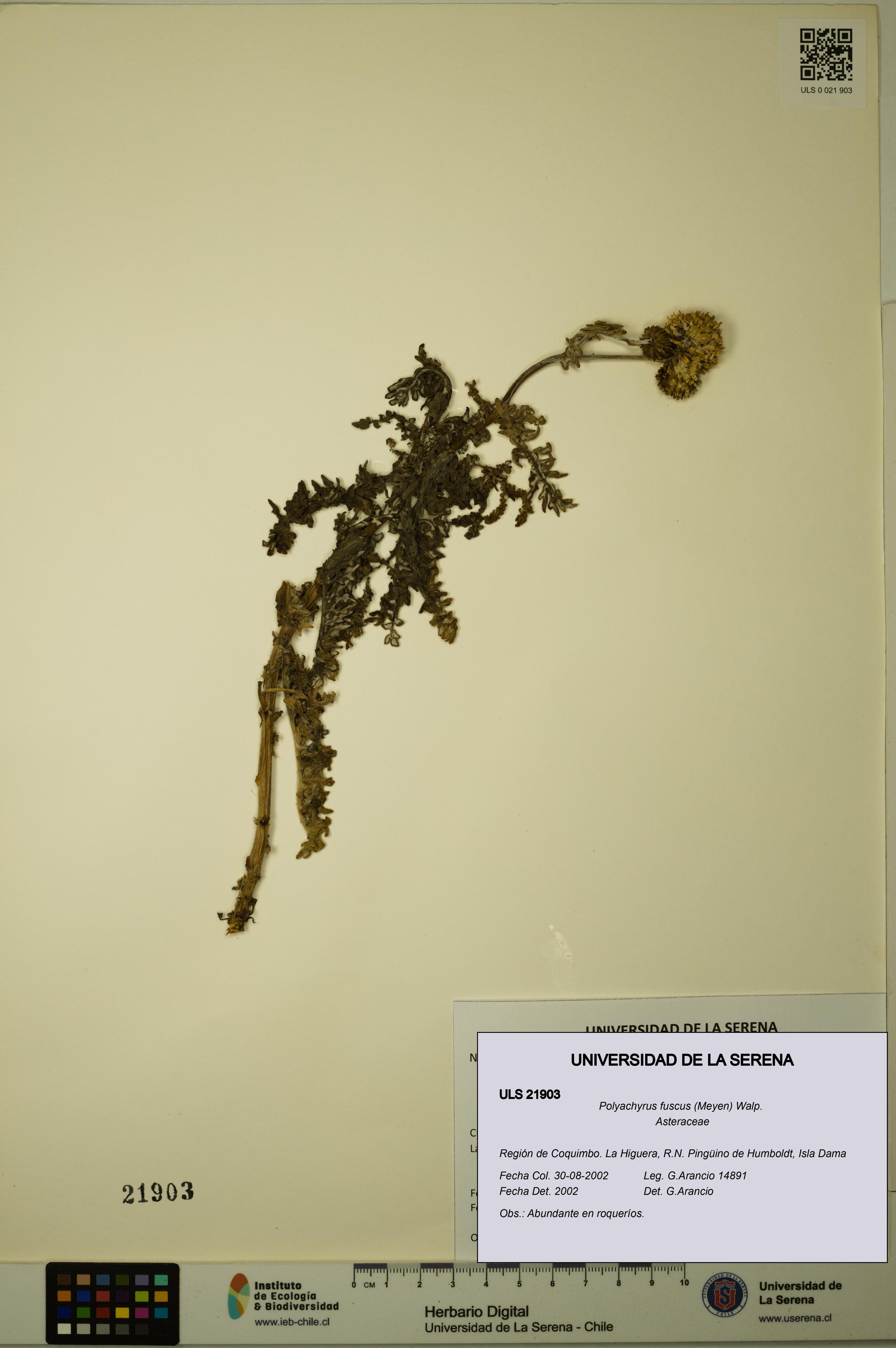 Polyachyrus fuscus [Espécimen: ULS:ULS:0021903]