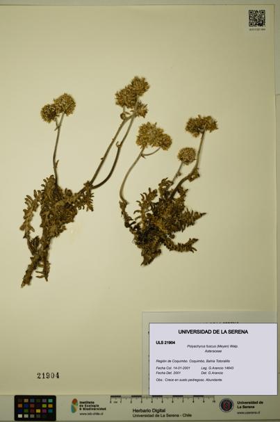 Polyachyrus fuscus [Espécimen: ULS:ULS:0021904]