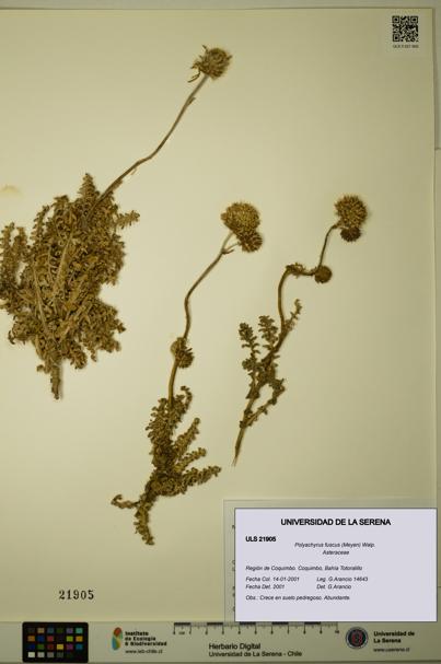 Polyachyrus fuscus [Espécimen: ULS:ULS:0021905]
