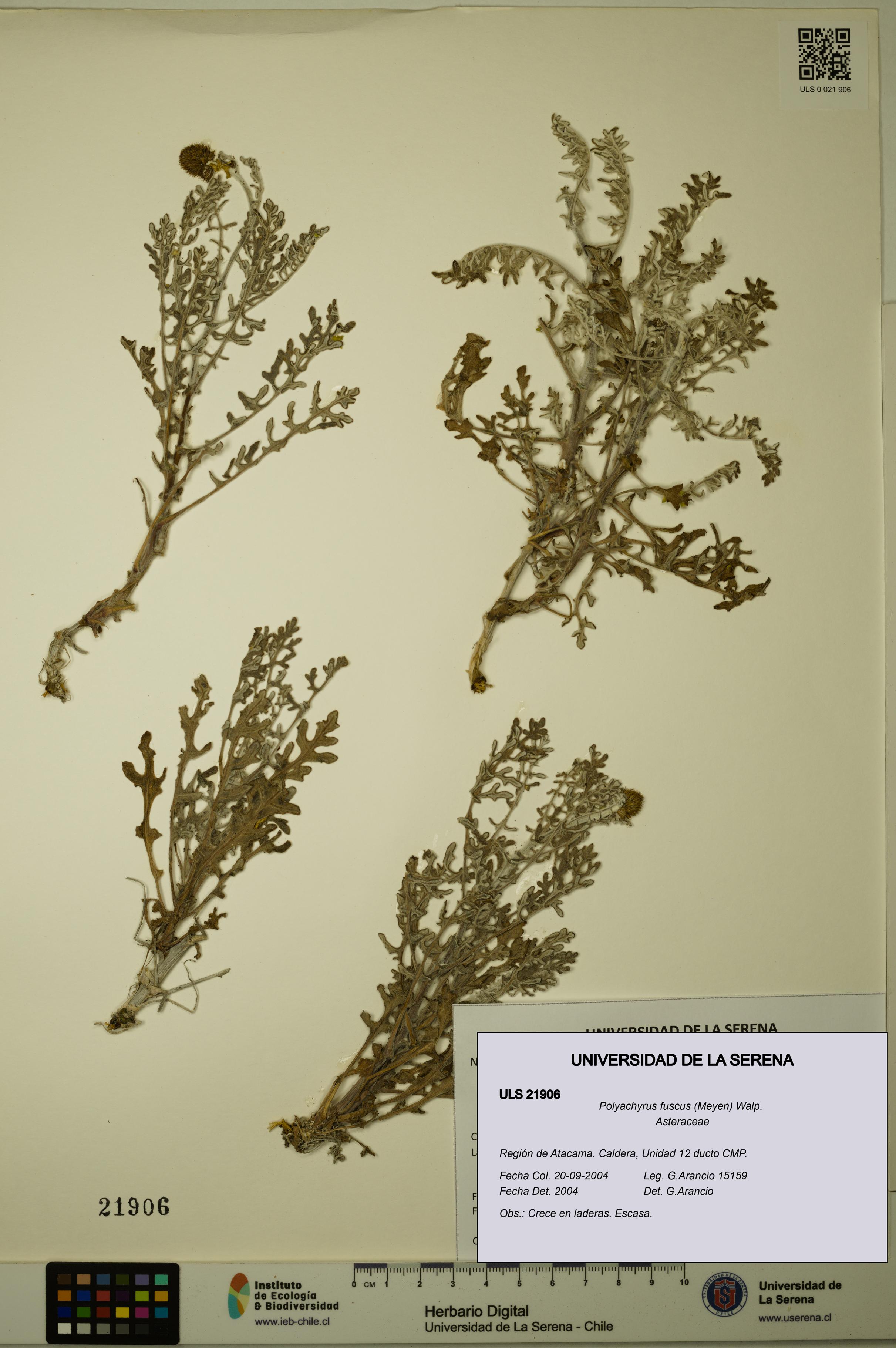 Polyachyrus fuscus [Espécimen: ULS:ULS:0021906]