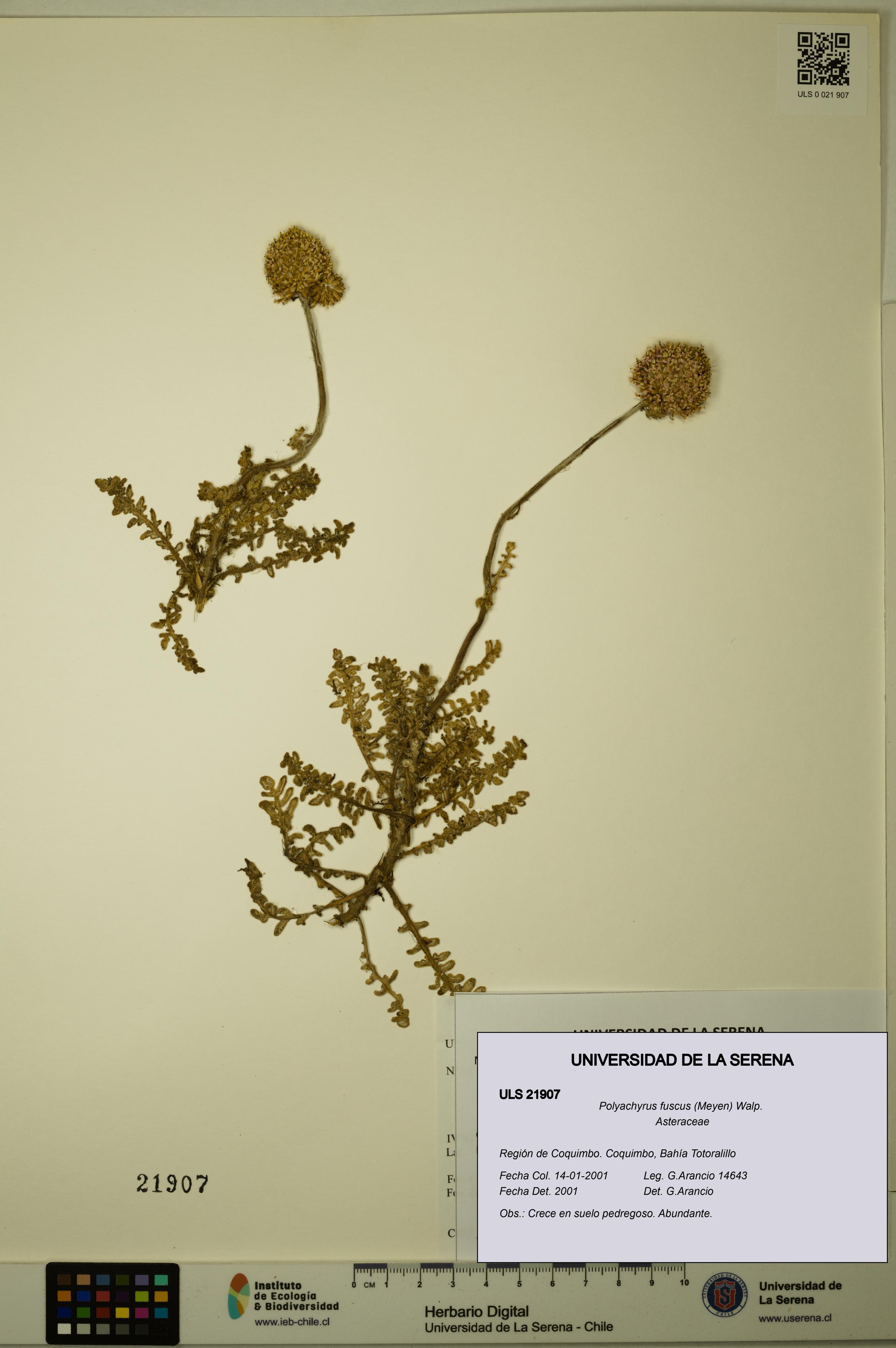 Polyachyrus fuscus [Espécimen: ULS:ULS:0021907]