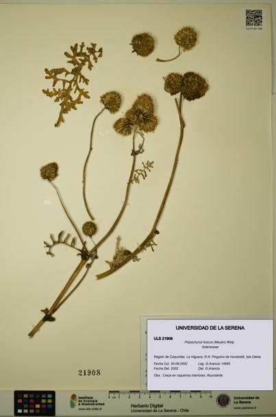 Polyachyrus fuscus [Espécimen: ULS:ULS:0021908]