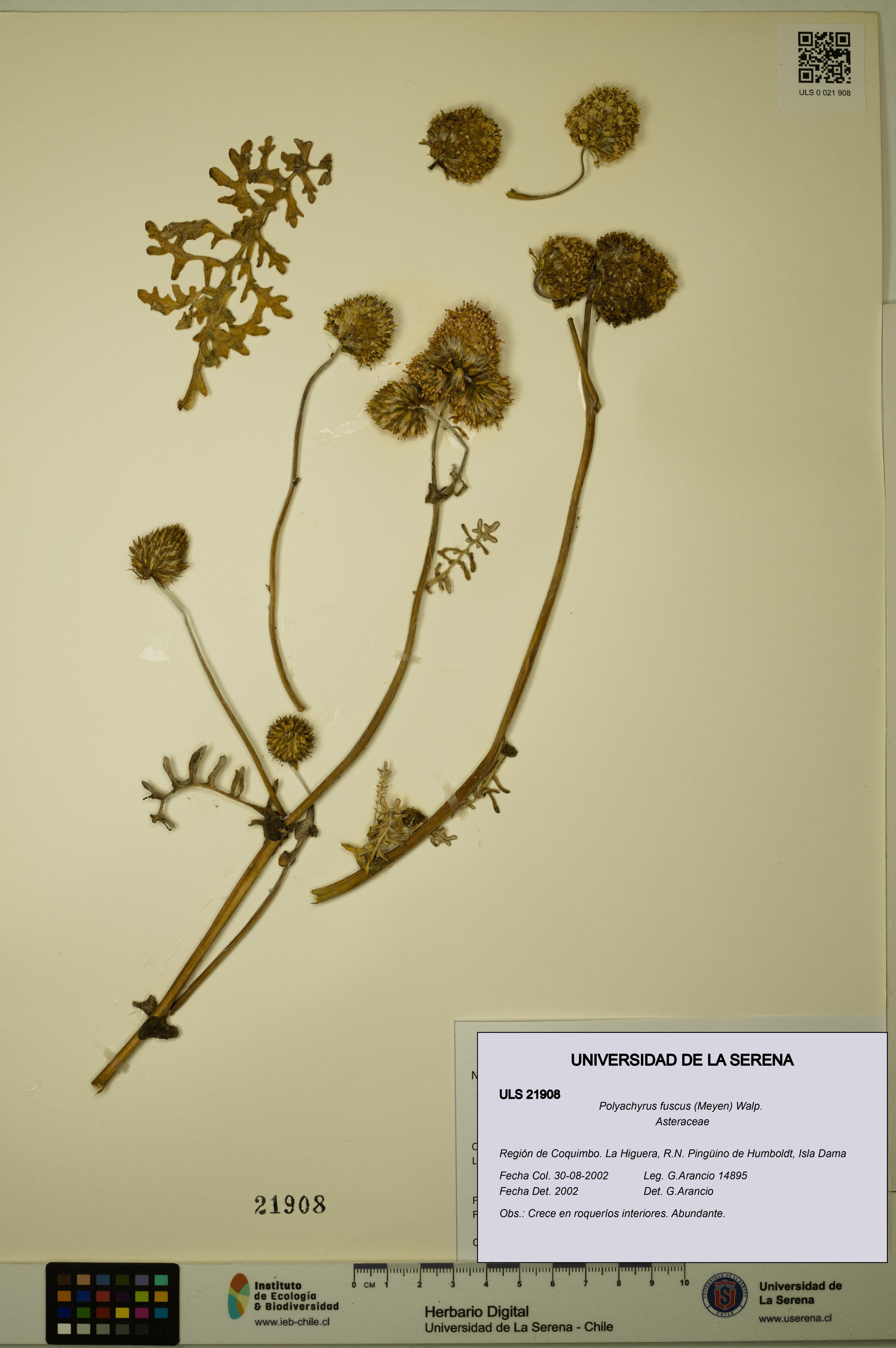 Polyachyrus fuscus [Espécimen: ULS:ULS:0021908]