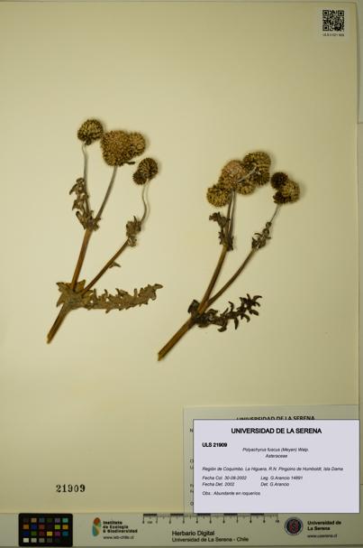 Polyachyrus fuscus [Espécimen: ULS:ULS:0021909]