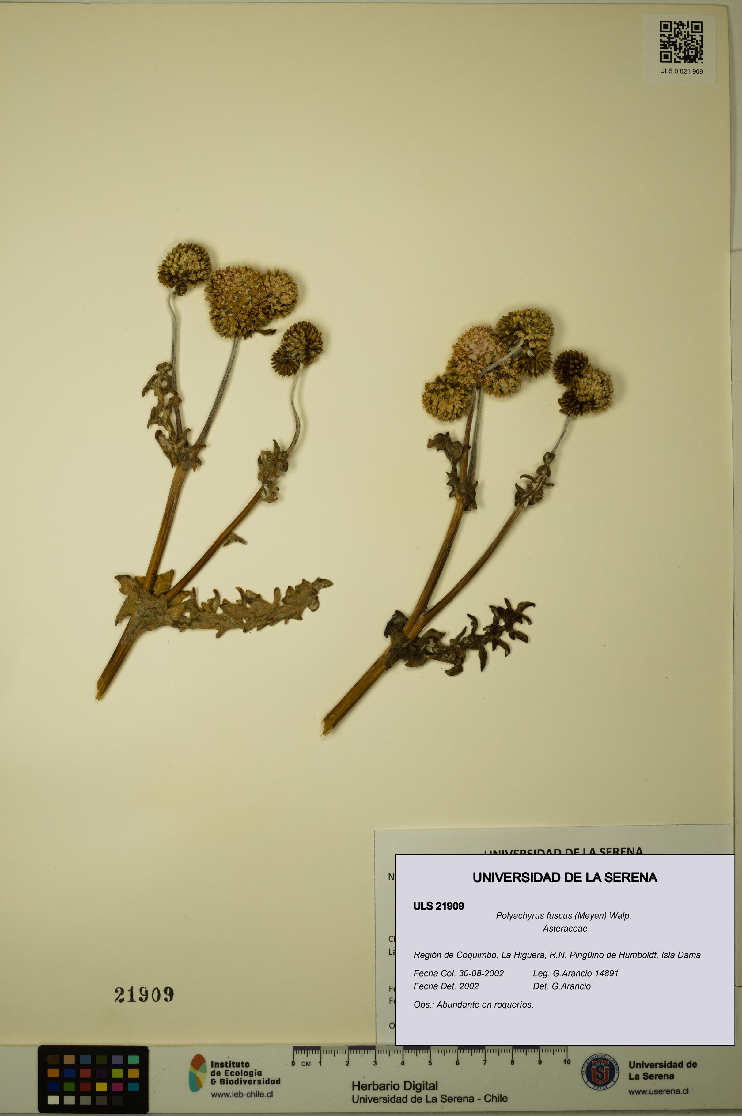 Polyachyrus fuscus [Espécimen: ULS:ULS:0021909]