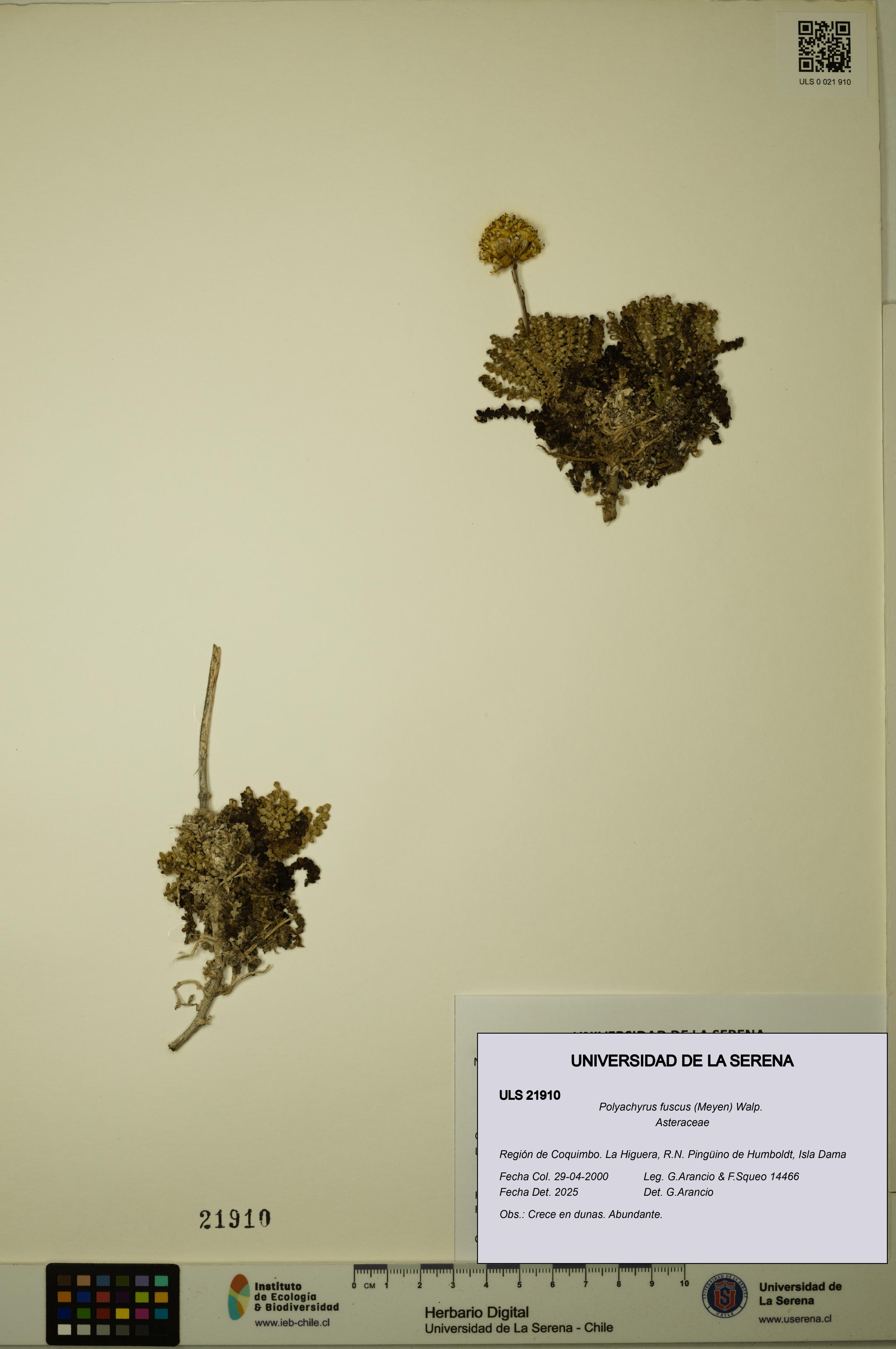Polyachyrus fuscus [Espécimen: ULS:ULS:0021910]