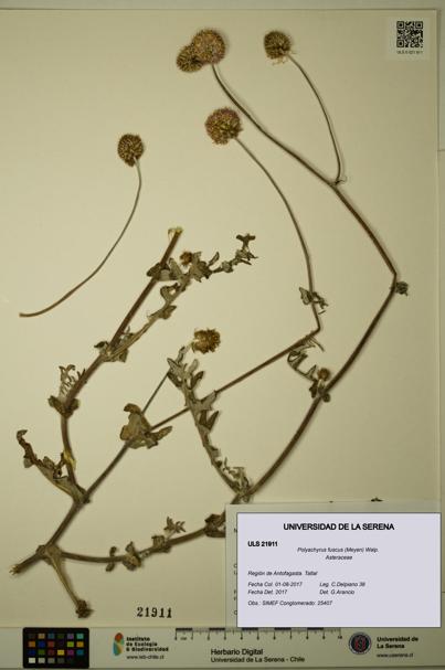Polyachyrus fuscus [Espécimen: ULS:ULS:0021911]