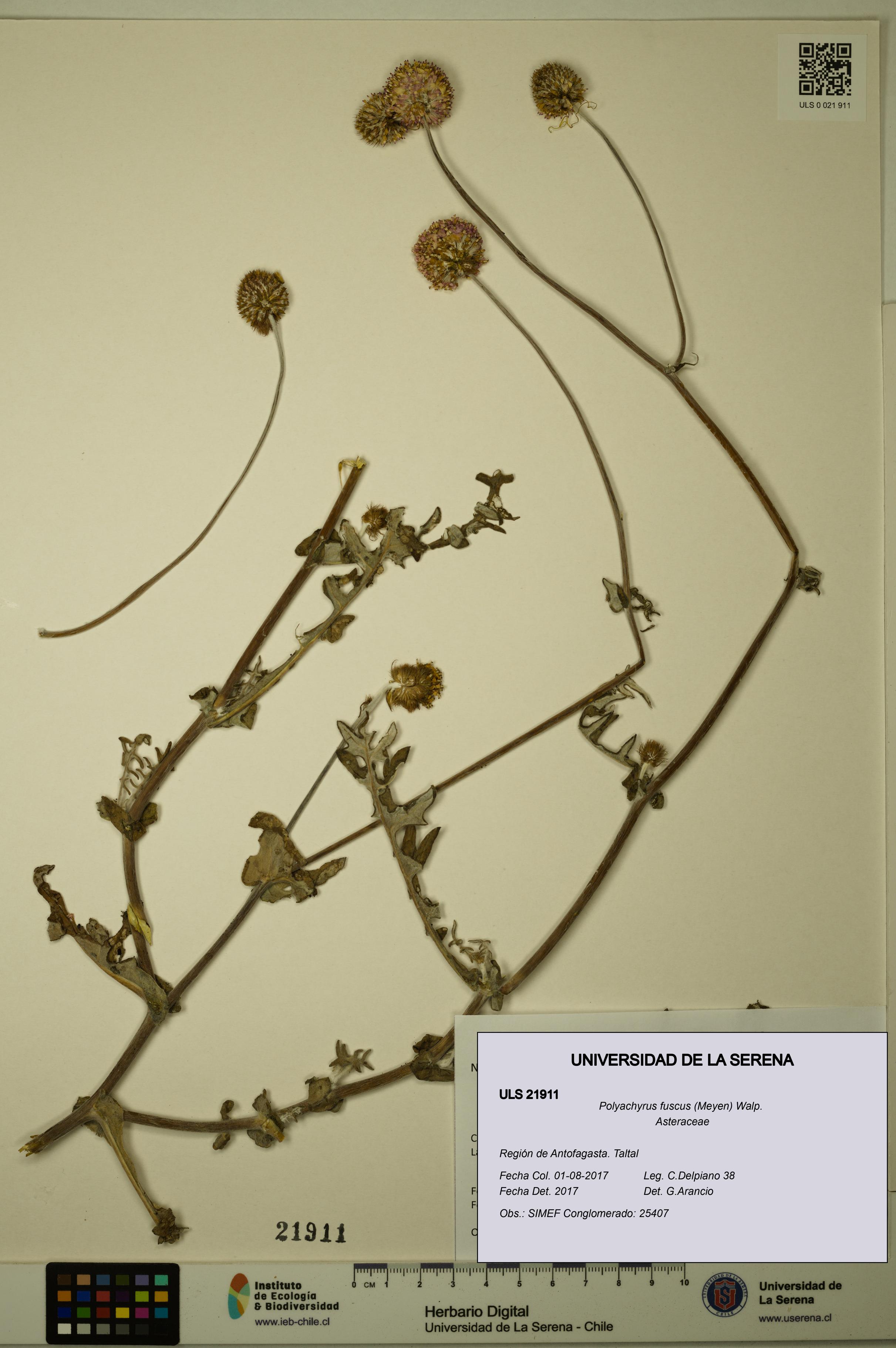 Polyachyrus fuscus [Espécimen: ULS:ULS:0021911]