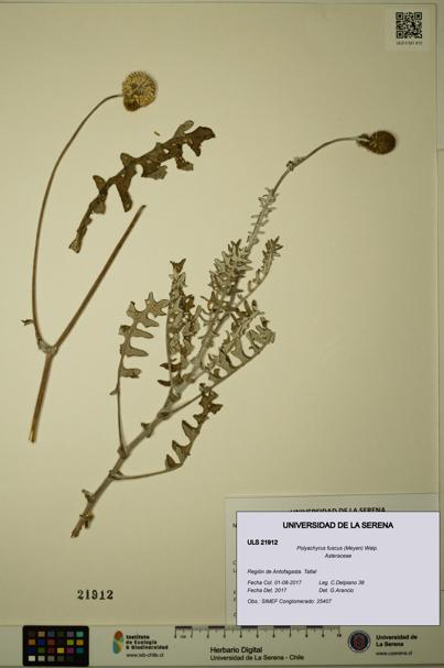 Polyachyrus fuscus [Espécimen: ULS:ULS:0021912]