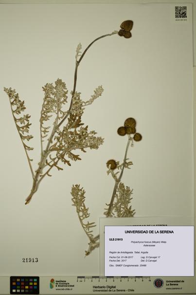 Polyachyrus fuscus [Espécimen: ULS:ULS:0021913]