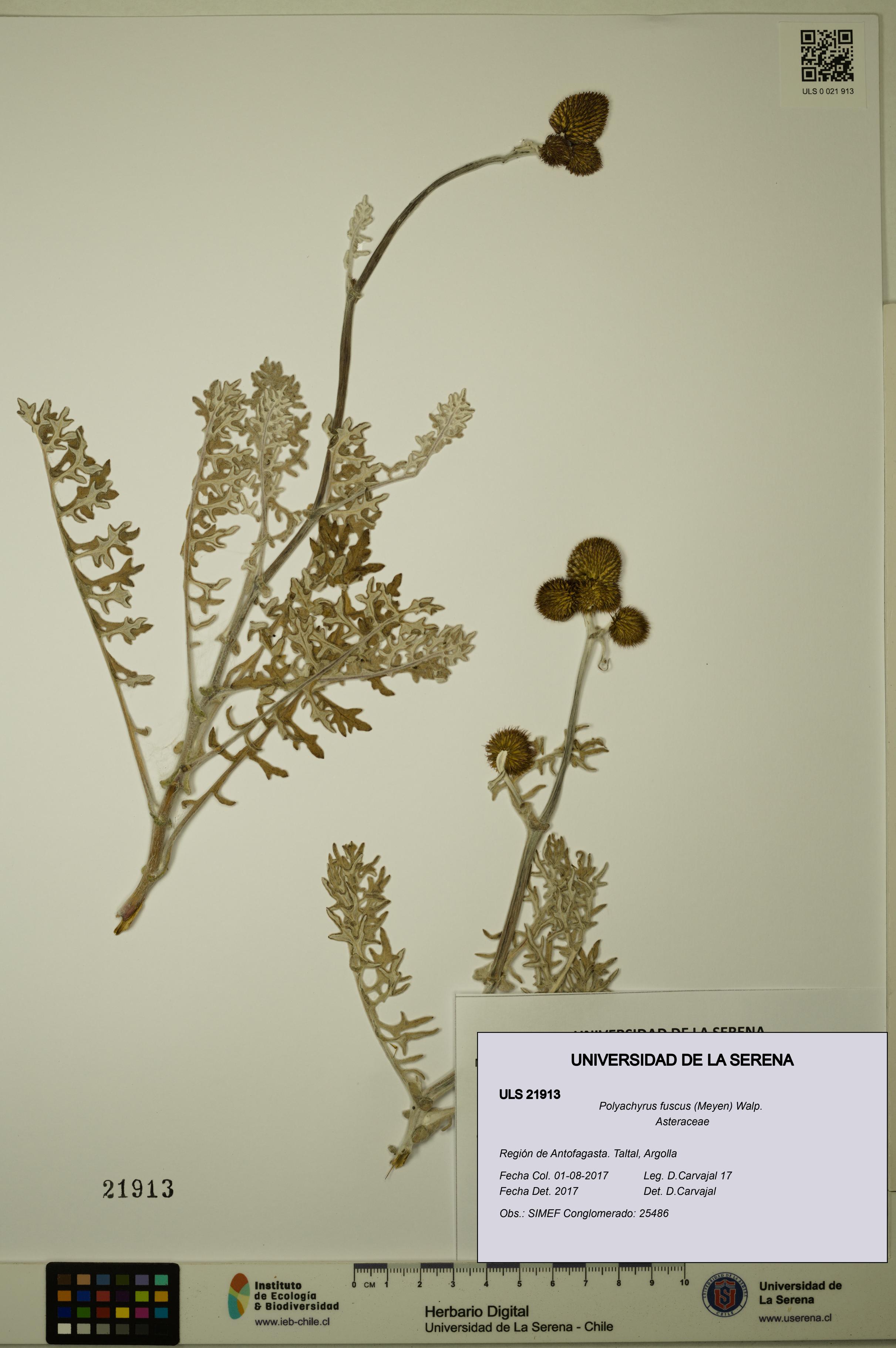Polyachyrus fuscus [Espécimen: ULS:ULS:0021913]