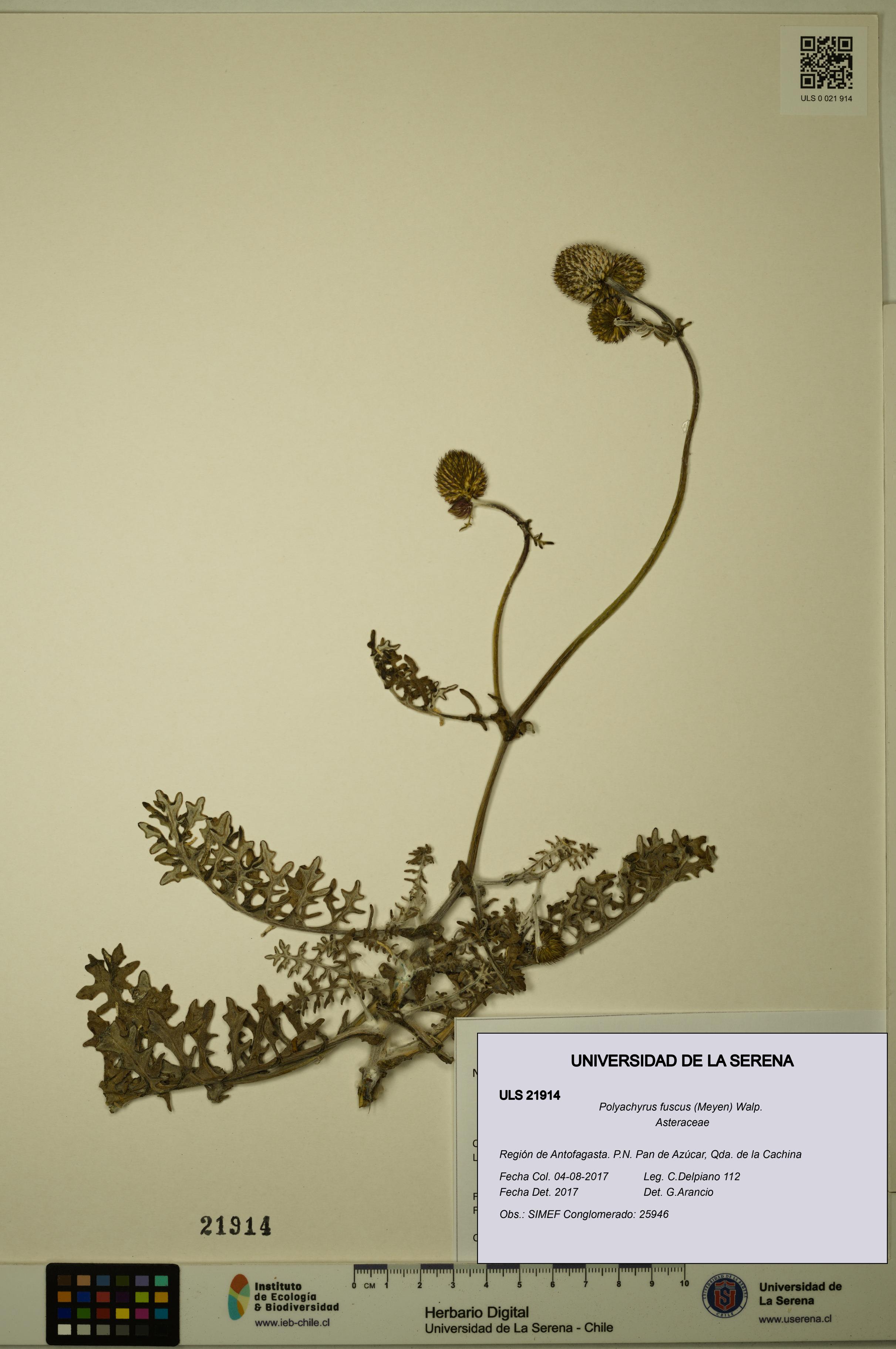 Polyachyrus fuscus [Espécimen: ULS:ULS:0021914]