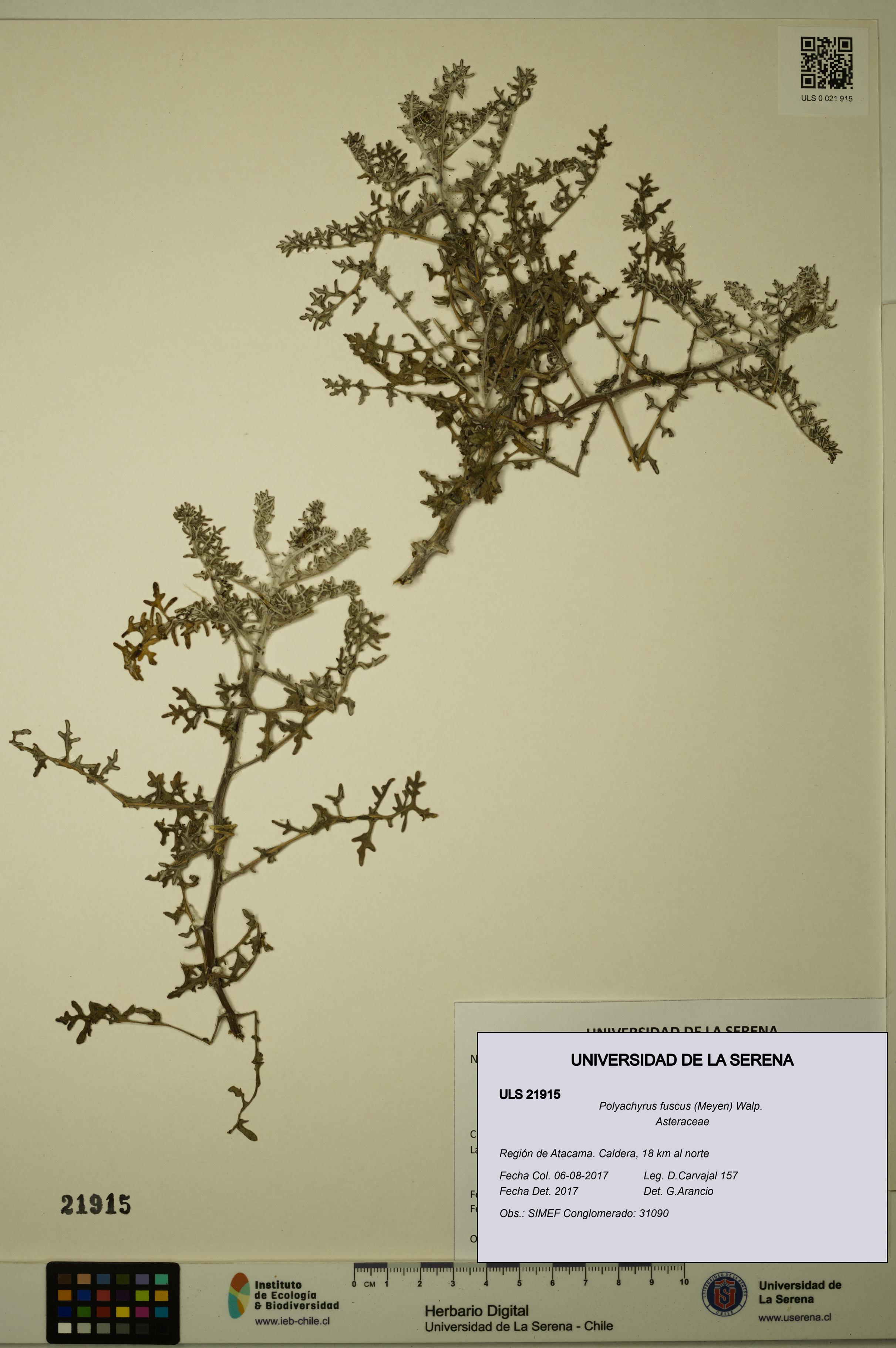 Polyachyrus fuscus [Espécimen: ULS:ULS:0021915]