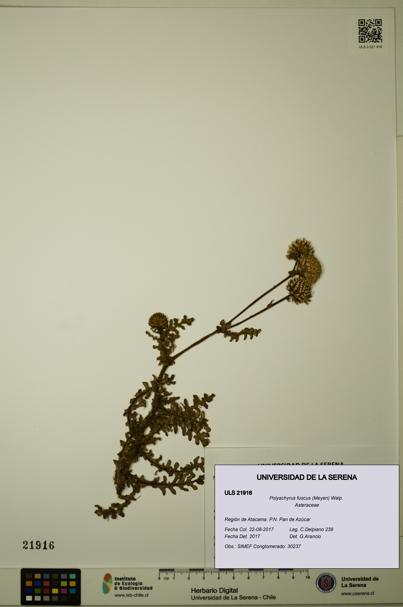 Polyachyrus fuscus [Espécimen: ULS:ULS:0021916]