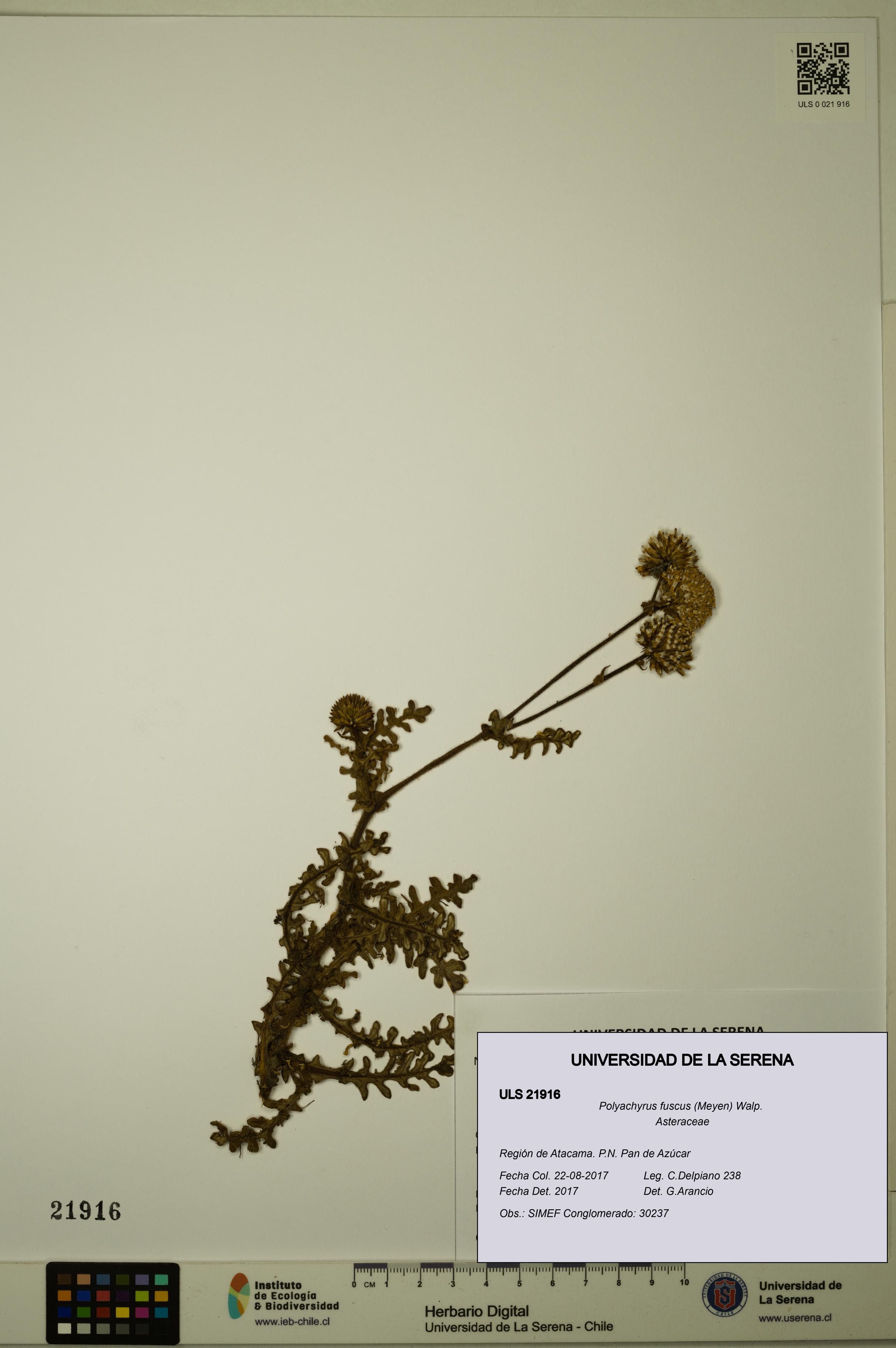 Polyachyrus fuscus [Espécimen: ULS:ULS:0021916]