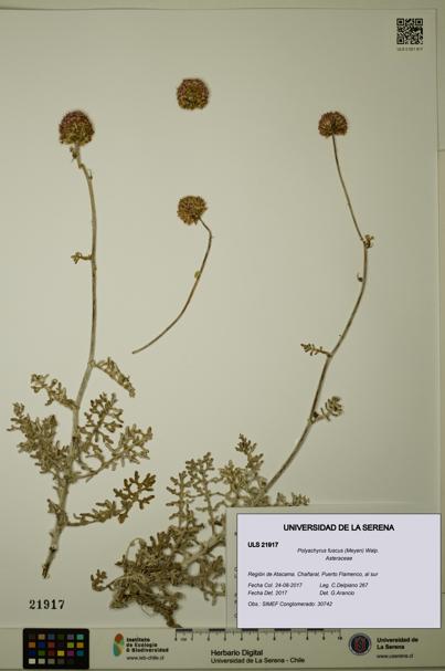 Polyachyrus fuscus [Espécimen: ULS:ULS:0021917]