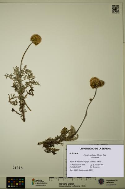 Polyachyrus fuscus [Espécimen: ULS:ULS:0021918]