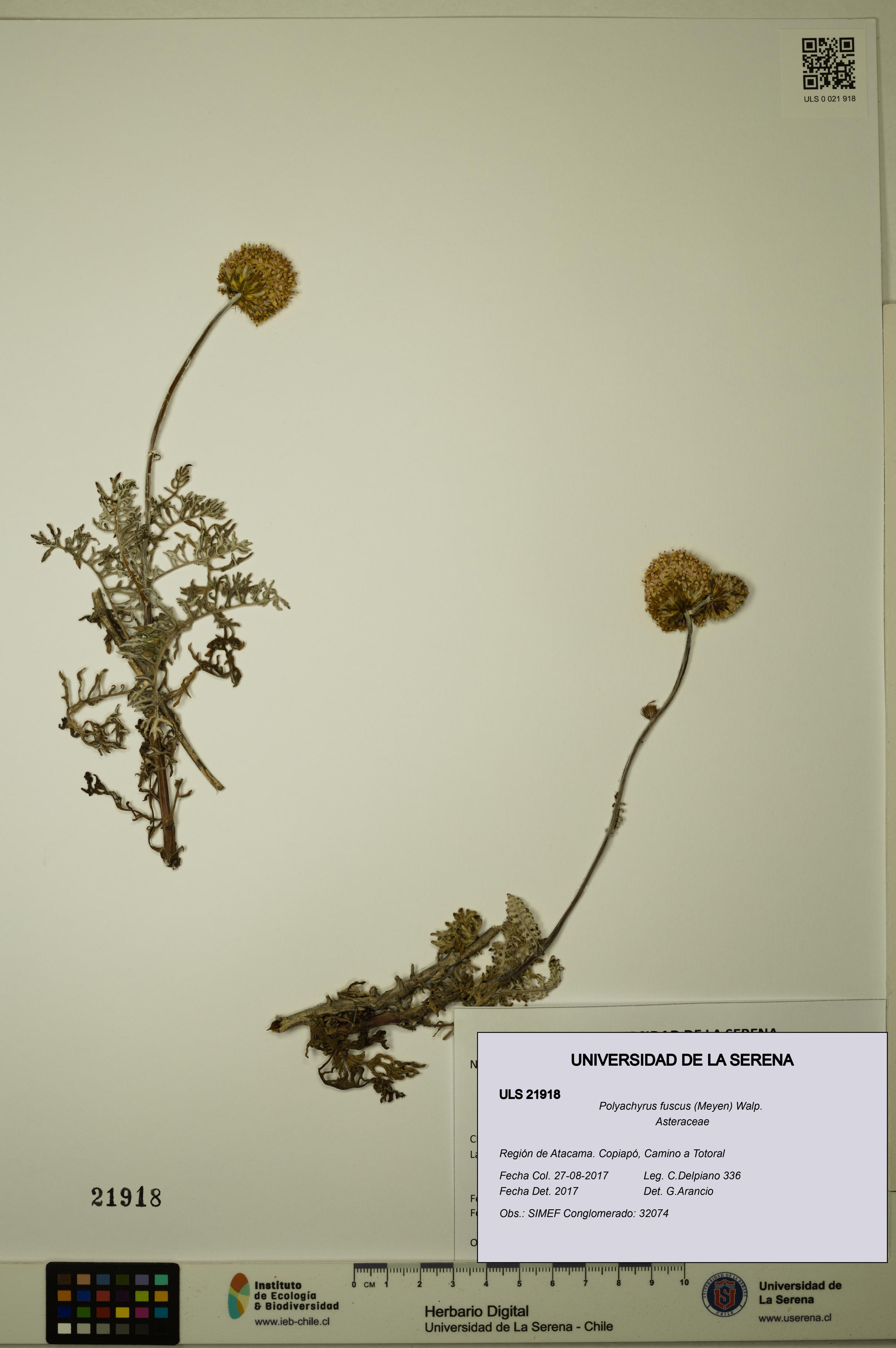 Polyachyrus fuscus [Espécimen: ULS:ULS:0021918]