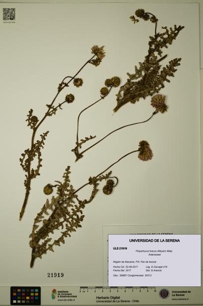 Polyachyrus fuscus [Espécimen: ULS:ULS:0021919]