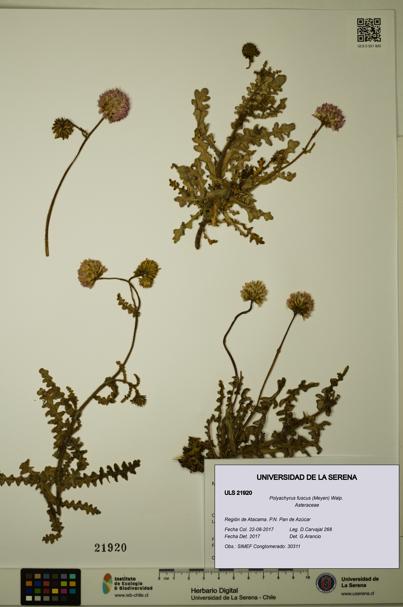 Polyachyrus fuscus [Espécimen: ULS:ULS:0021920]