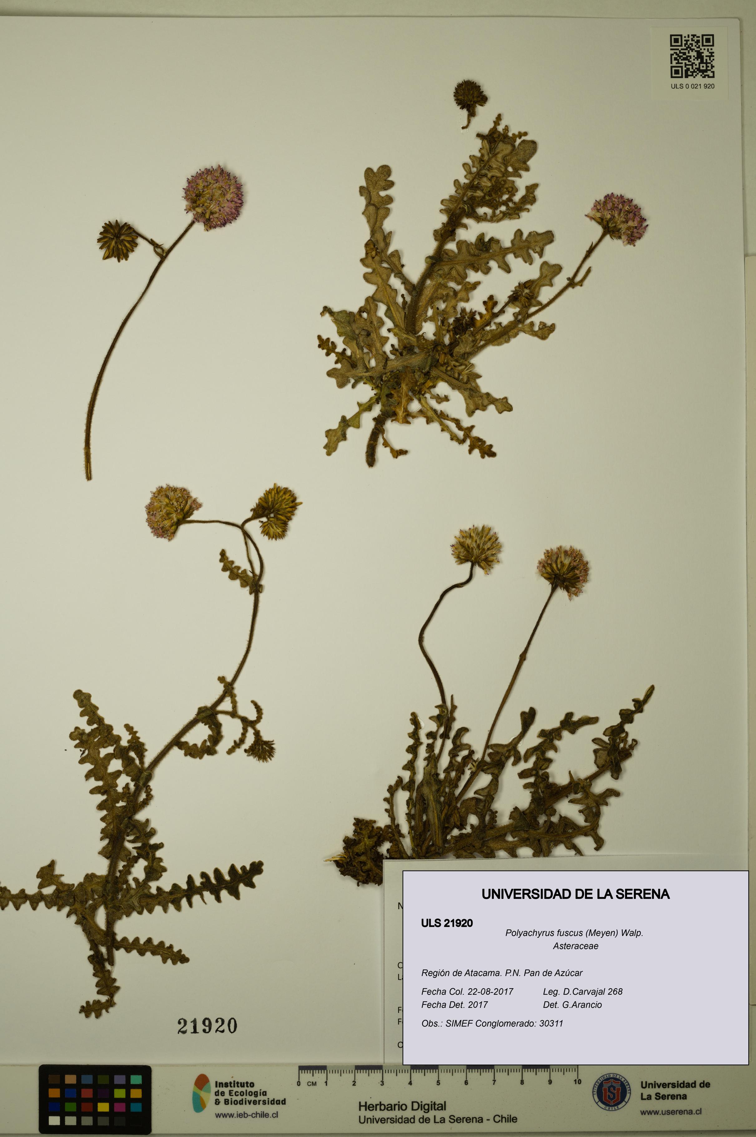Polyachyrus fuscus [Espécimen: ULS:ULS:0021920]