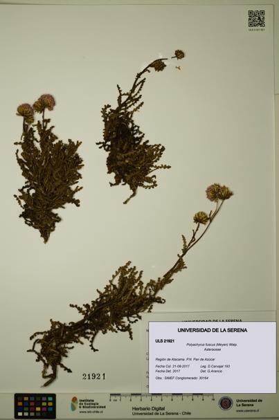 Polyachyrus fuscus [Espécimen: ULS:ULS:0021921]