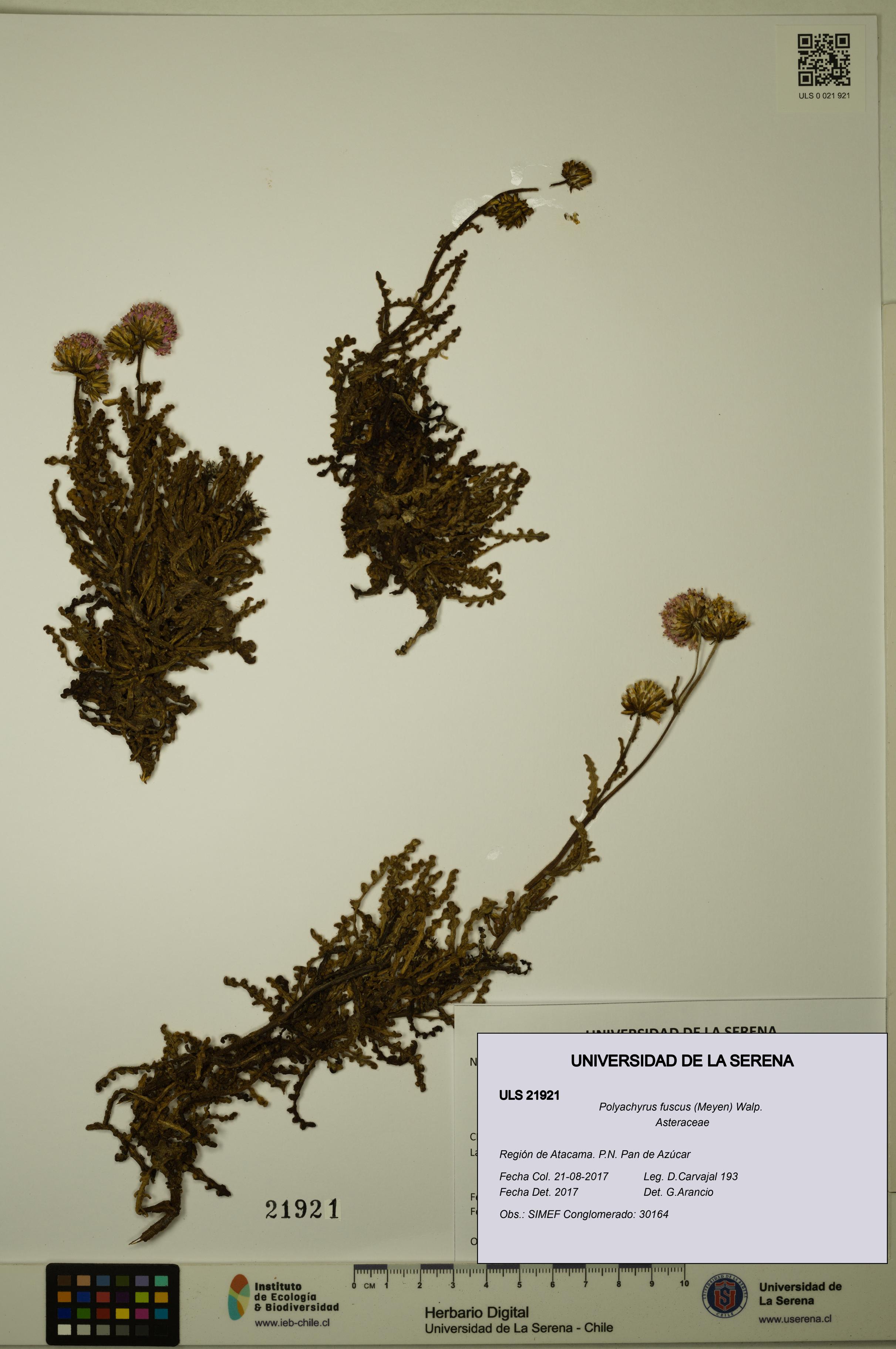 Polyachyrus fuscus [Espécimen: ULS:ULS:0021921]