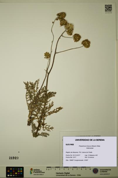 Polyachyrus fuscus [Espécimen: ULS:ULS:0021922]