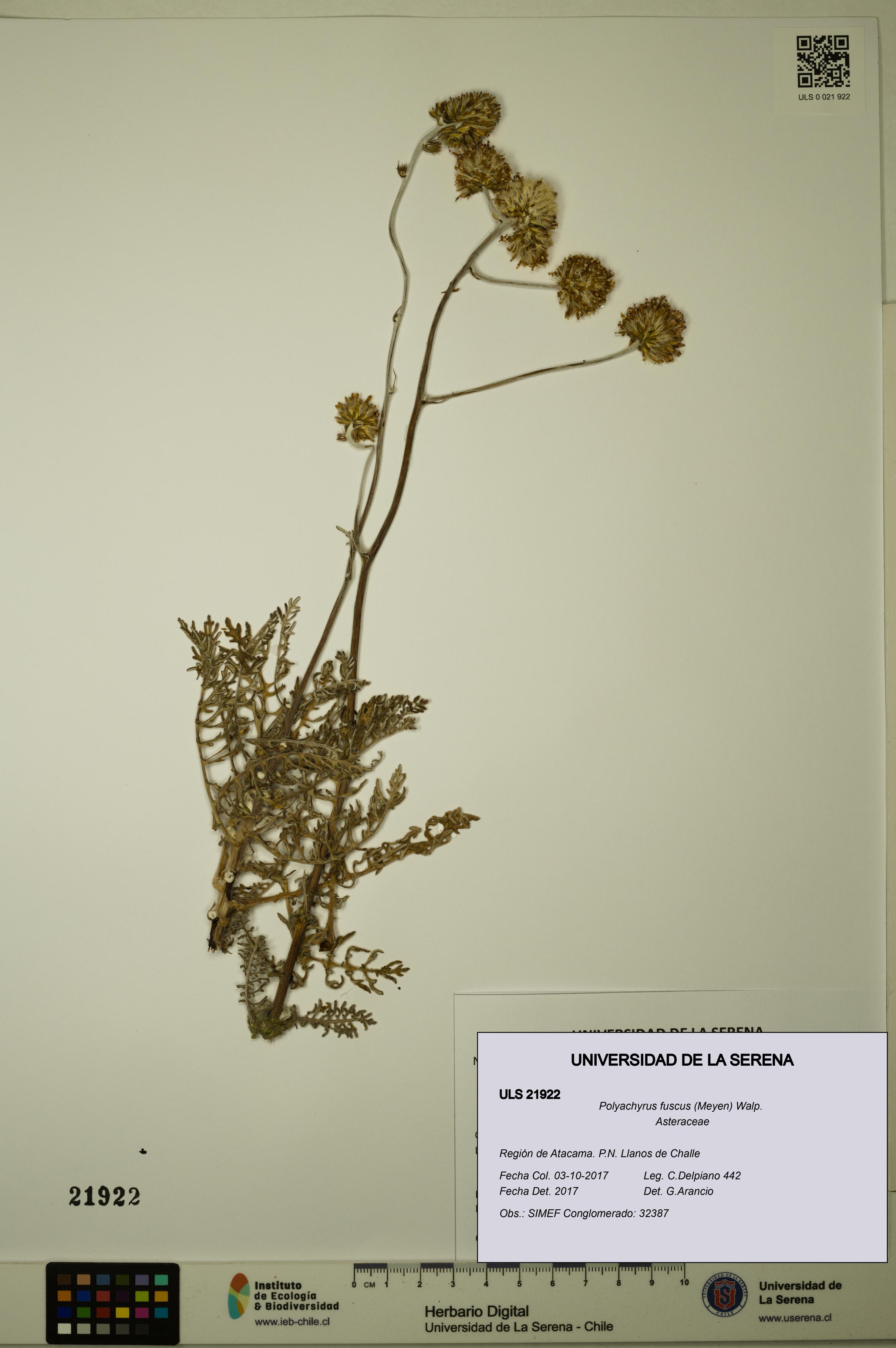 Polyachyrus fuscus [Espécimen: ULS:ULS:0021922]