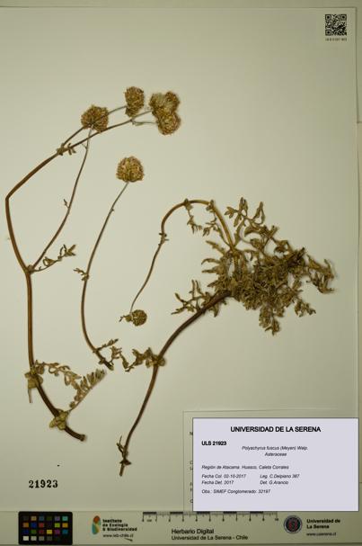 Polyachyrus fuscus [Espécimen: ULS:ULS:0021923]