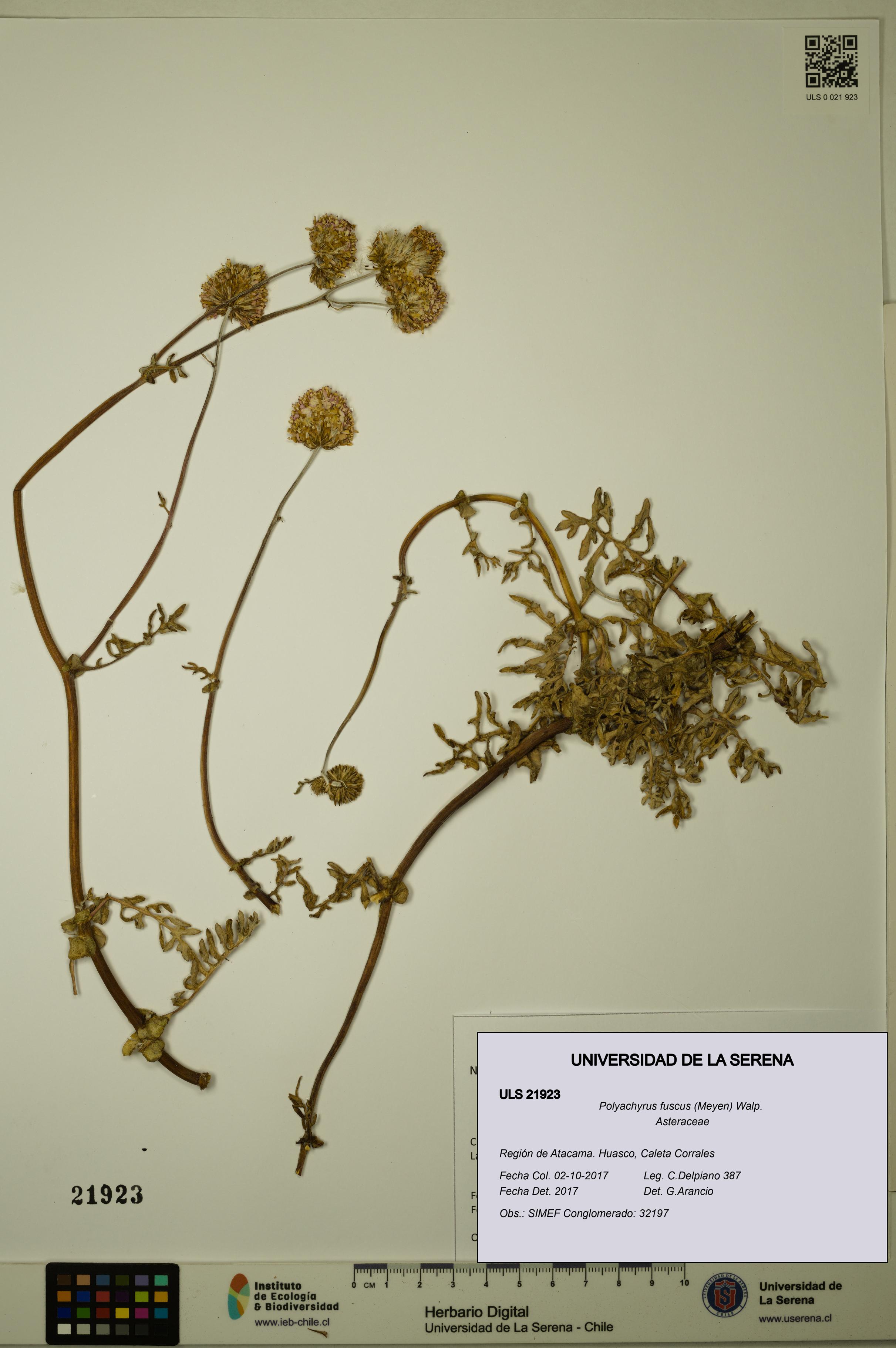 Polyachyrus fuscus [Espécimen: ULS:ULS:0021923]