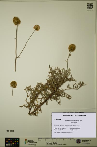 Polyachyrus fuscus [Espécimen: ULS:ULS:0021924]