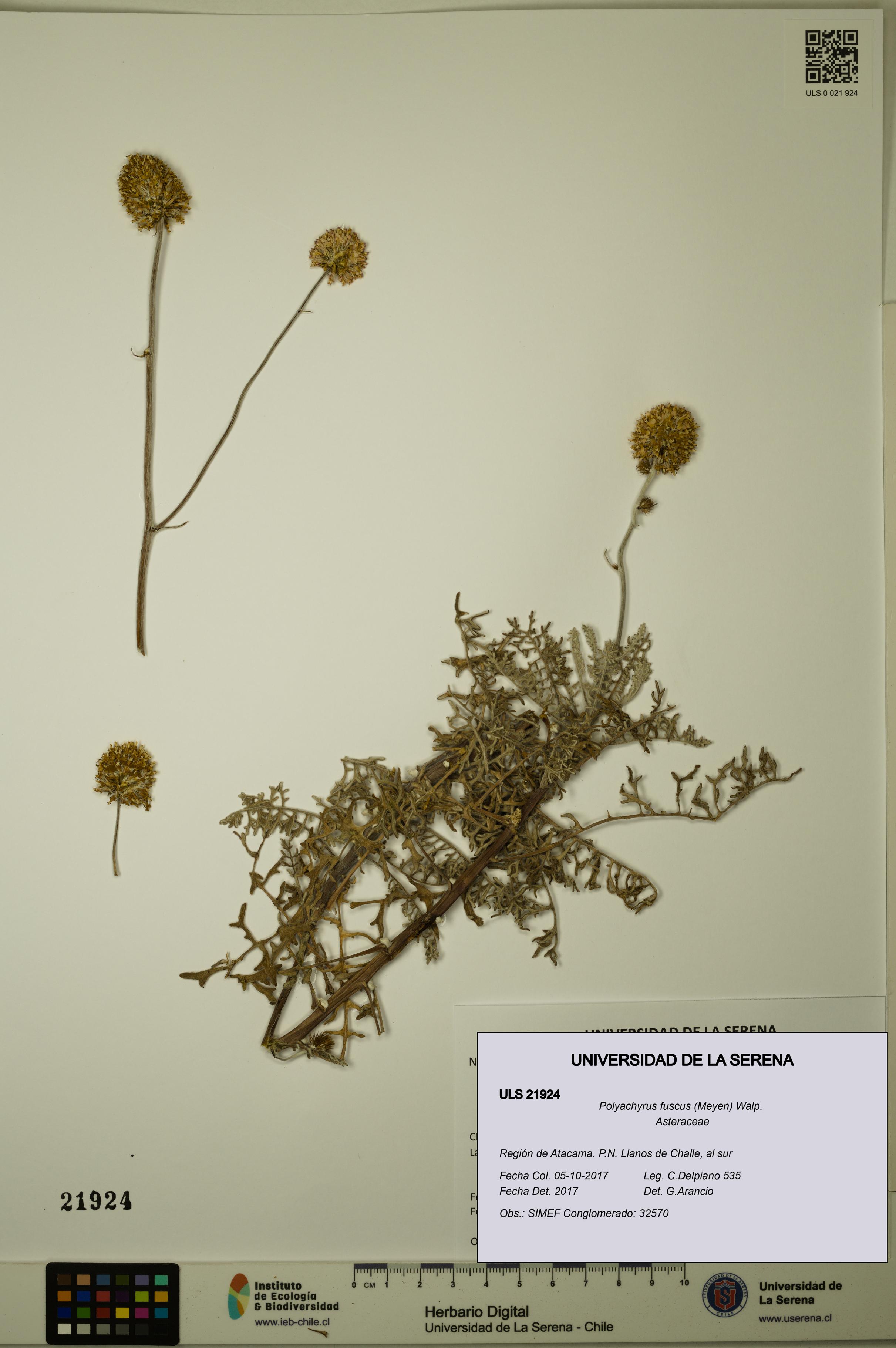 Polyachyrus fuscus [Espécimen: ULS:ULS:0021924]