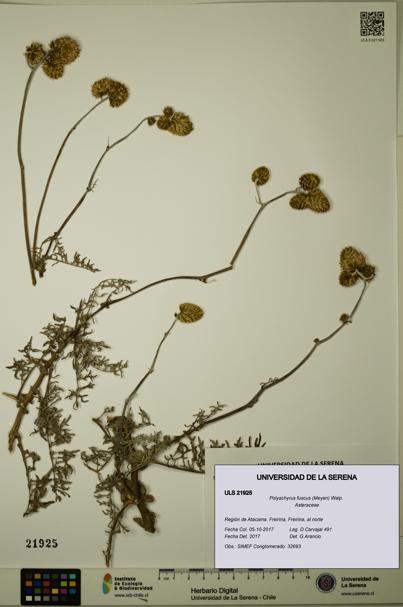 Polyachyrus fuscus [Espécimen: ULS:ULS:0021925]