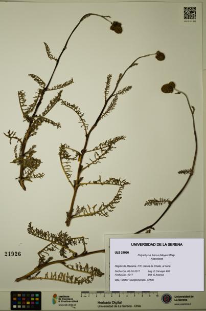 Polyachyrus fuscus [Espécimen: ULS:ULS:0021926]
