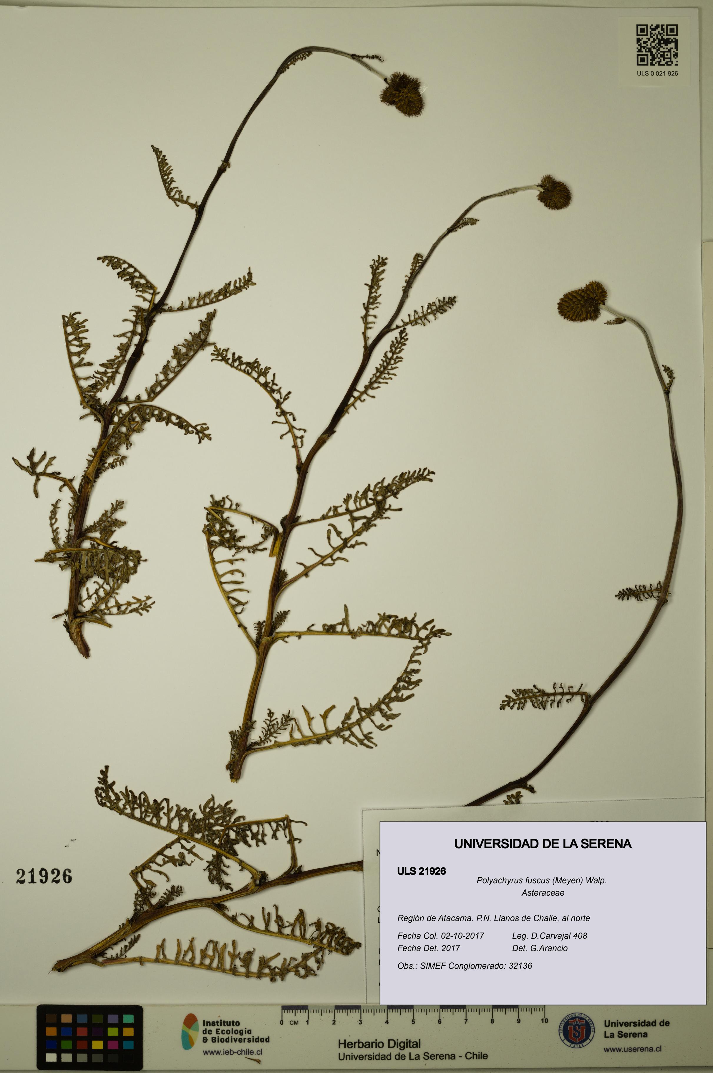 Polyachyrus fuscus [Espécimen: ULS:ULS:0021926]