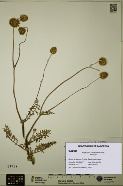 Polyachyrus fuscus [Espécimen: ULS:ULS:0021927]