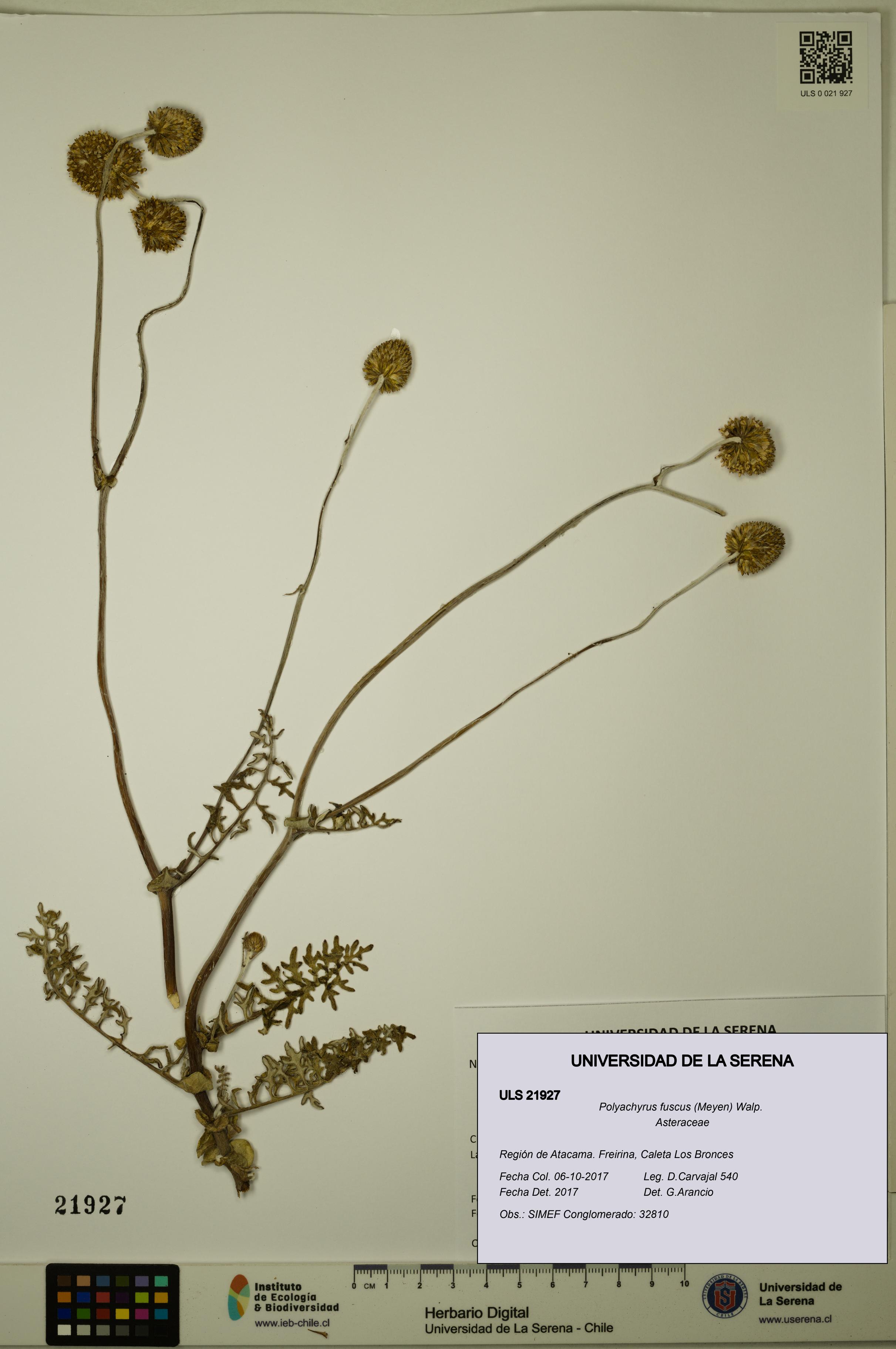 Polyachyrus fuscus [Espécimen: ULS:ULS:0021927]