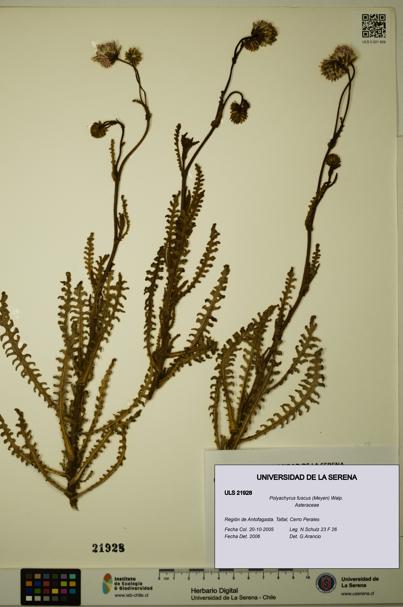 Polyachyrus fuscus [Espécimen: ULS:ULS:0021928]